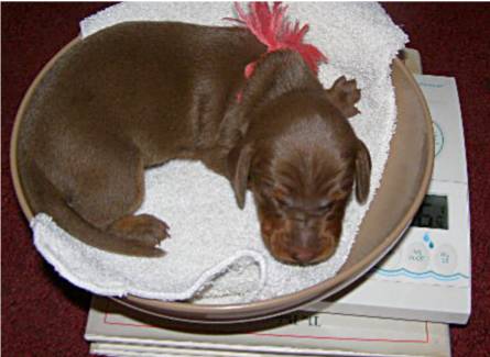 standard smooth dachshund puppies