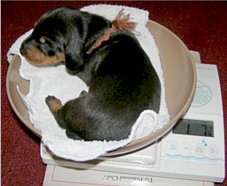 standard smooth dachshund puppies