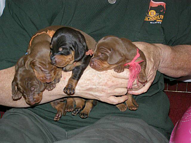 standard smooth dachshund puppies