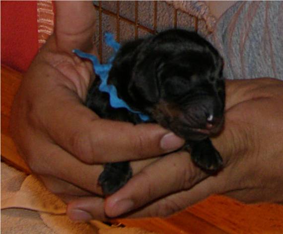 standard smooth dachshund puppy 4 hours old