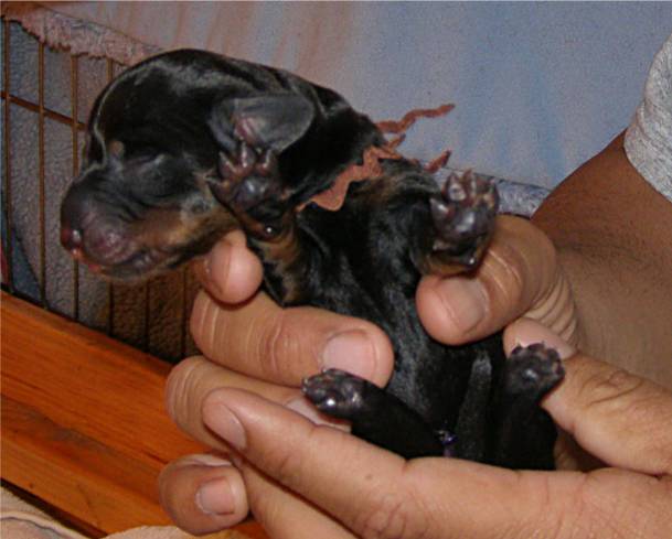 standard smooth dachshund puppy 4 hours old