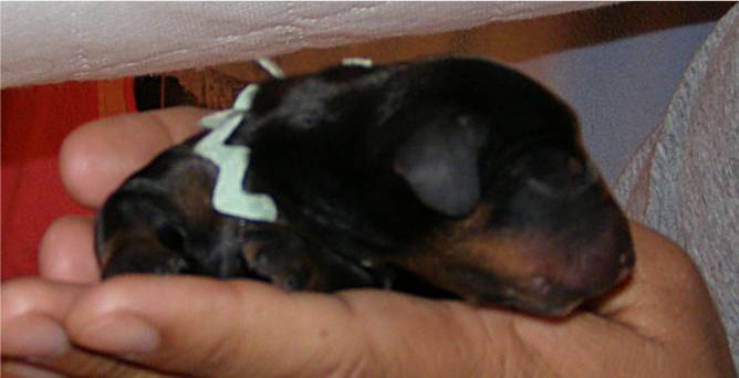 standard smooth dachshund puppy 4 hours old