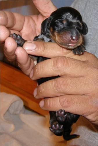 standard smooth dachshund puppy 4 hours old