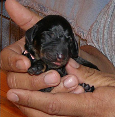 standard smooth dachshund puppy 4 hours old