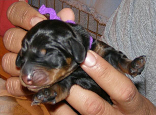 standard smooth dachshund puppy 4 hours old