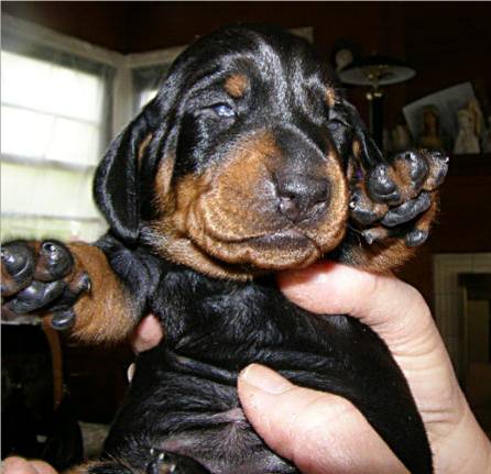 standard smooth dachshund puppy 12 days old