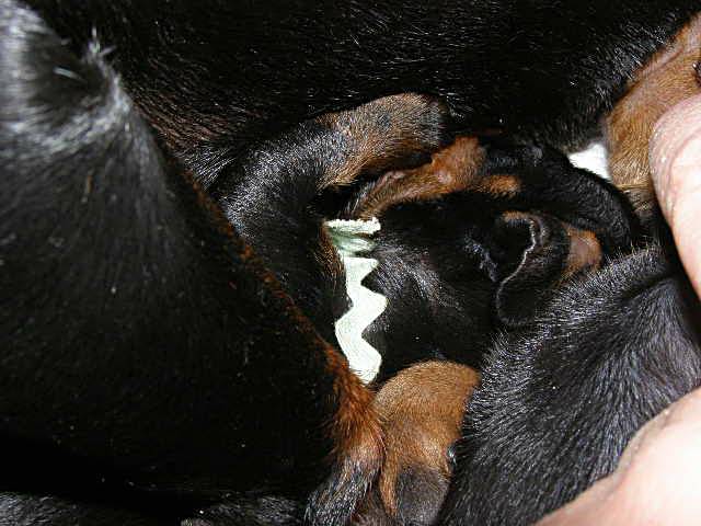 standard smooth dachshund litter