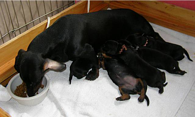 standard smooth dachshund litter