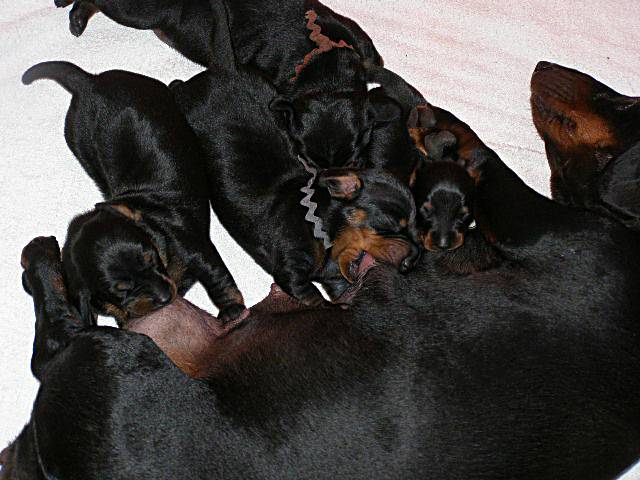 standard smooth dachshund litter