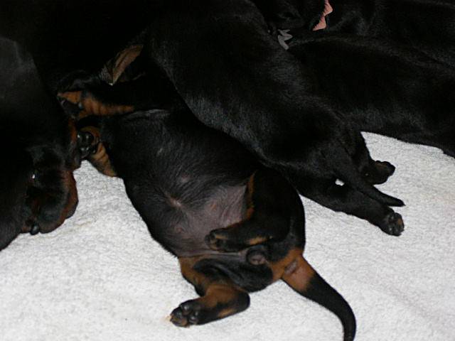 standard smooth dachshund litter