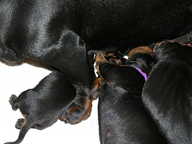 standard smooth dachshund litter