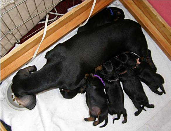 standard smooth dachshund litter