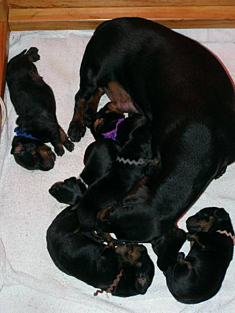 standard smooth dachshund litter