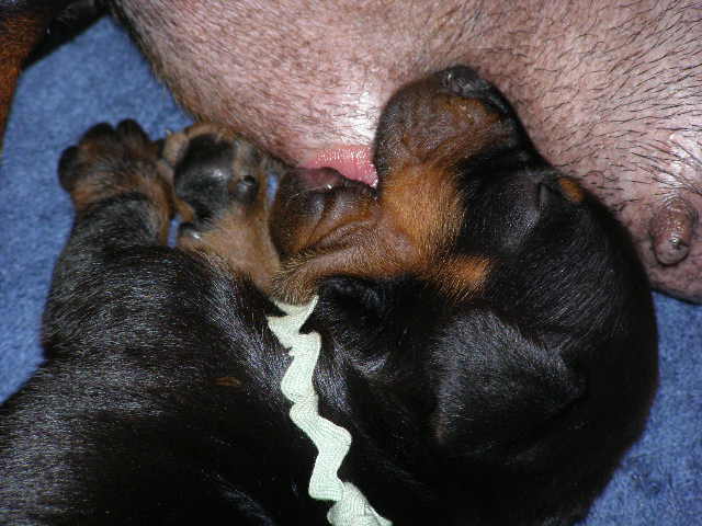 standard smooth dachshund puppy nursing