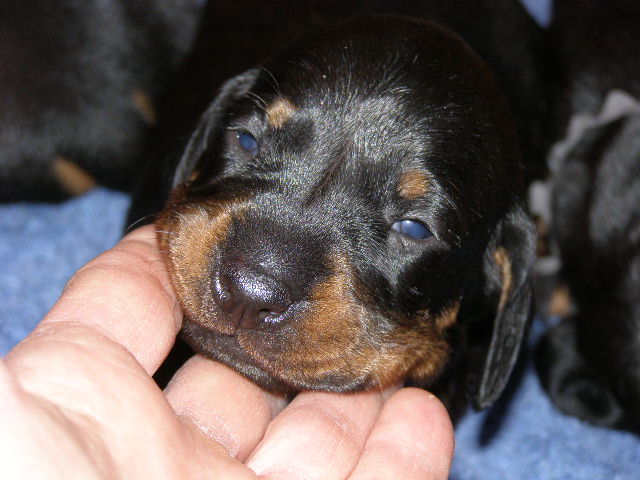 standard smooth dachshund pup with hunter's crest