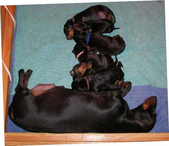 Standard smooth dachshund family