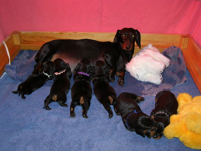 standard smooth dachshund dam and litter