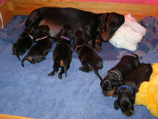 standard smooth dachshund dam and litter