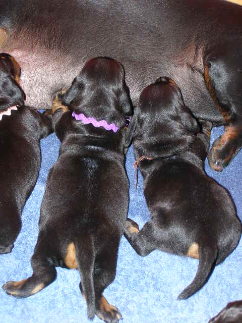 standard smooth dachshunds nursing