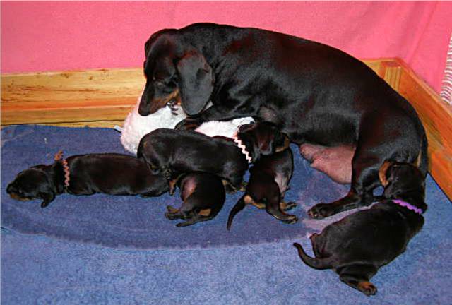 standard smooth dachshund dam and litter