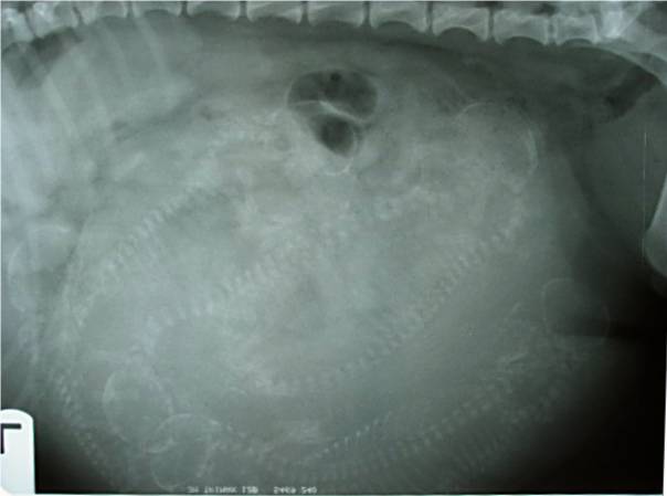 X ray of standard smooth puppies in dam's belly