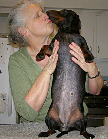 standard smooth dachshund 4 weeks pregant