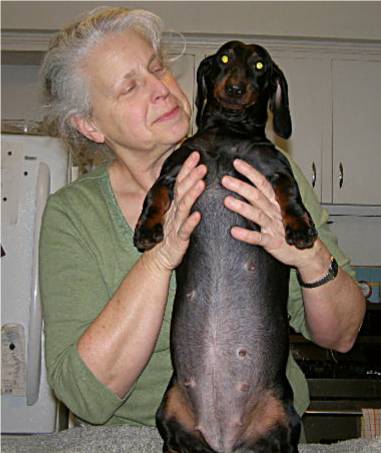 standard smooth dachshund 4 weeks pregnant