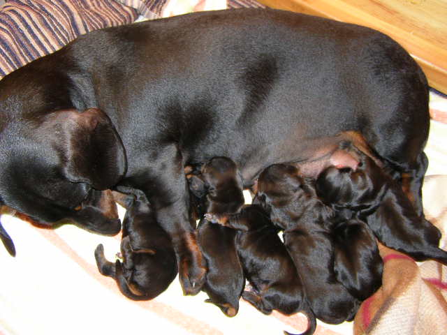 standard smooth dachshund puppies