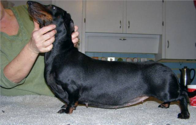 Standard smooth dachshund 4 weeks pregnant