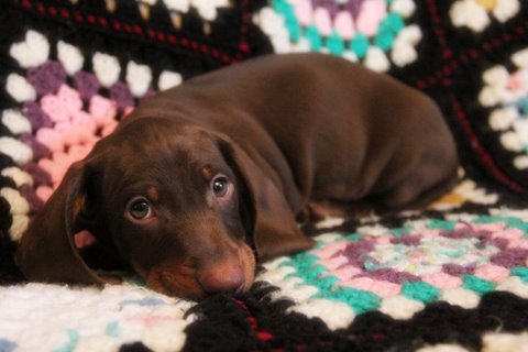 chocolate and tan standard smooth dachshund