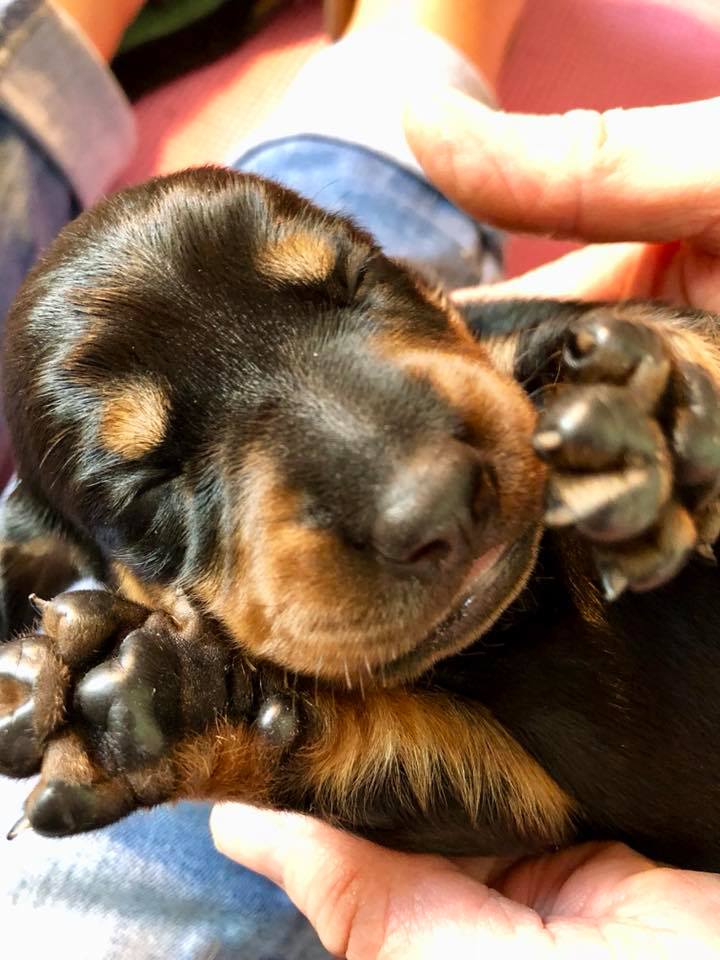 standard smooth dachshund puppy