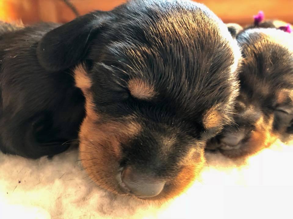 standard smooth dachshund puppy