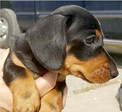 standard smooth dachshund puppy