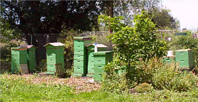 honey bee yard Oregon