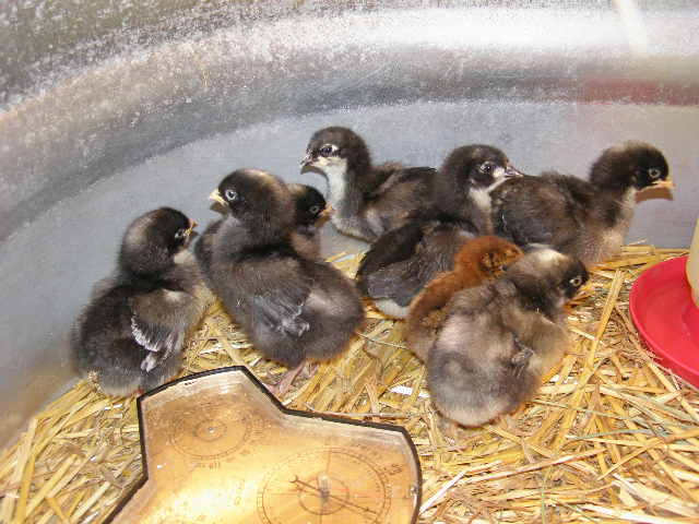 baby chicks