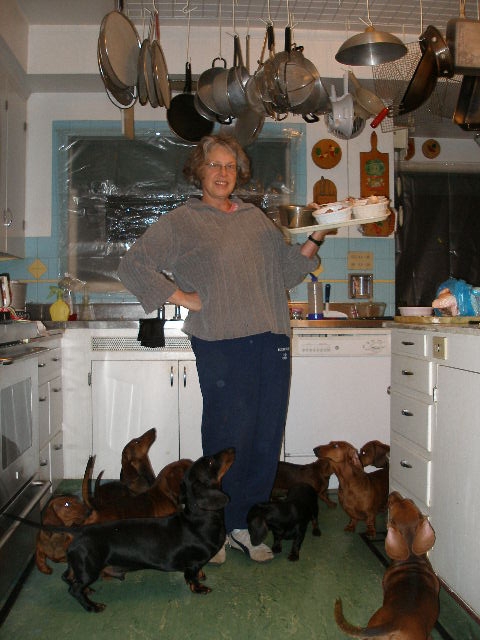 feeding dachshunds