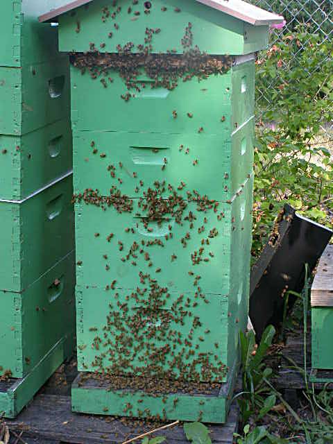 honey bee hives with supers on them, Oregon