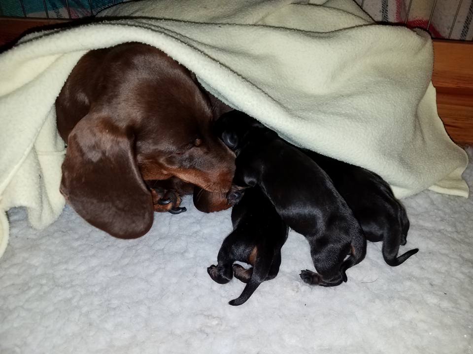 standard smooth dachshund puppies