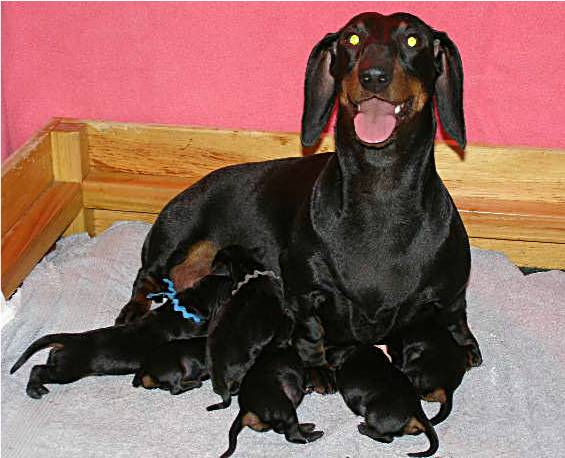 Standard Smooth Dam and her litter